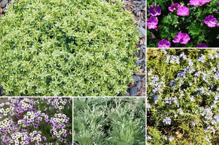 associer le Teucrium association teucrium, idée massif avec teucrium