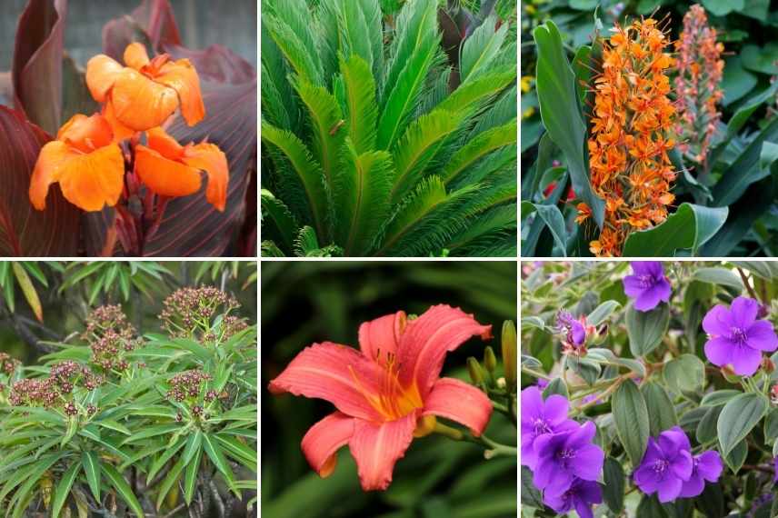 associer les fleurs oranges, association fleur orange, massif fleurs oranges, marier fleurs oranges