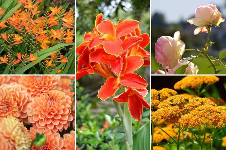 associer les fleurs oranges, association fleur orange, massif fleurs oranges, marier fleurs oranges