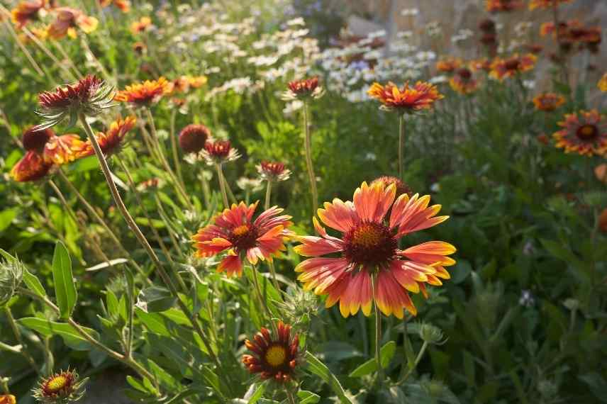 associer fleurs rouges, association fleurs rouges, massif fleurs rouges, comment marier fleurs rouges, idées fleurs rouges jardin