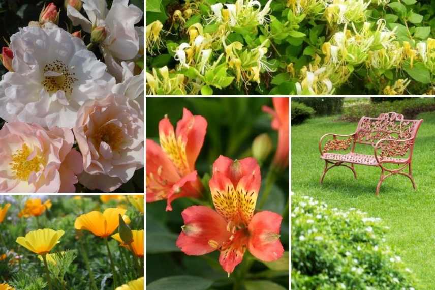 associer les fleurs oranges, association fleur orange, massif fleurs oranges, marier fleurs oranges