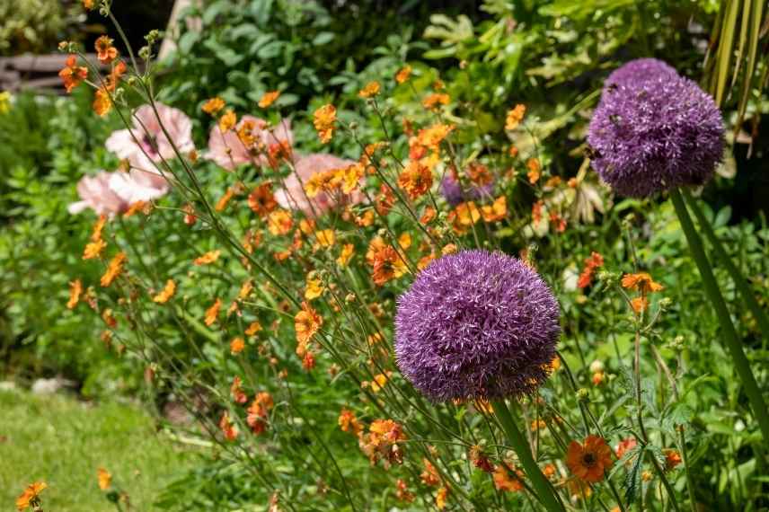 associer les fleurs oranges, association fleur orange, massif fleurs oranges, marier fleurs oranges