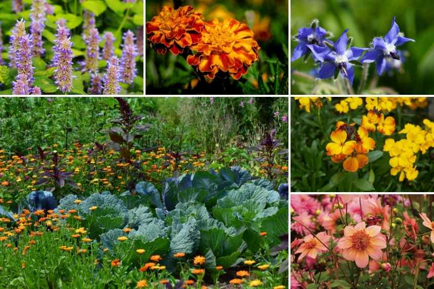 associer les fleurs oranges, association fleur orange, massif fleurs oranges, marier fleurs oranges