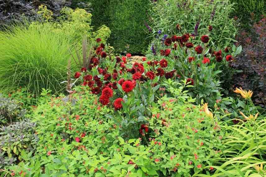 associer fleurs rouges, association fleurs rouges, massif fleurs rouges, comment marier fleurs rouges, idées fleurs rouges jardin