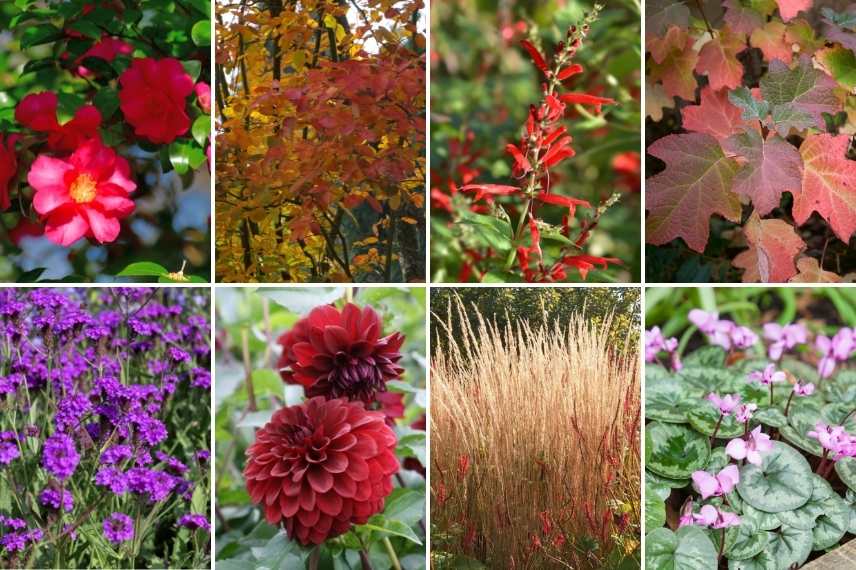 associer fleurs rouges, association fleurs rouges, massif fleurs rouges, comment marier fleurs rouges, idées fleurs rouges jardin