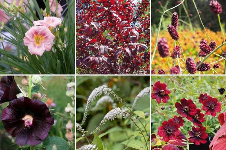 associer fleurs rouges, association fleurs rouges, massif fleurs rouges, comment marier fleurs rouges, idées fleurs rouges jardin