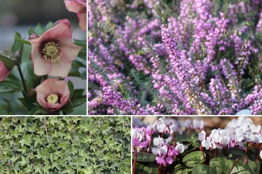 association lierre pot, associer lierre pot, lierre jardinière avec quoi