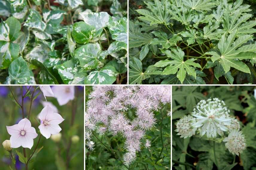 association lierre pot, associer lierre pot, lierre jardinière avec quoi