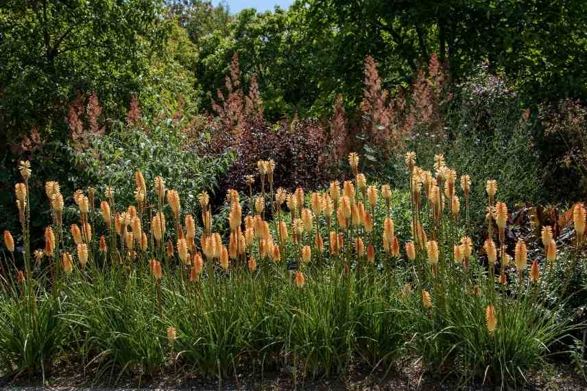 associer les fleurs oranges, association fleur orange, massif fleurs oranges, marier fleurs oranges