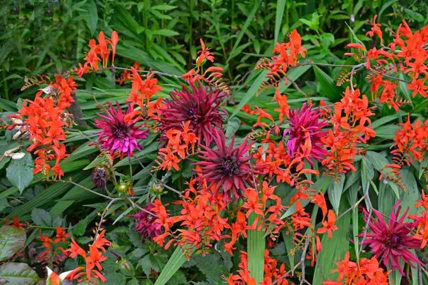 associer fleurs rouges, association fleurs rouges, massif fleurs rouges, comment marier fleurs rouges, idées fleurs rouges jardin