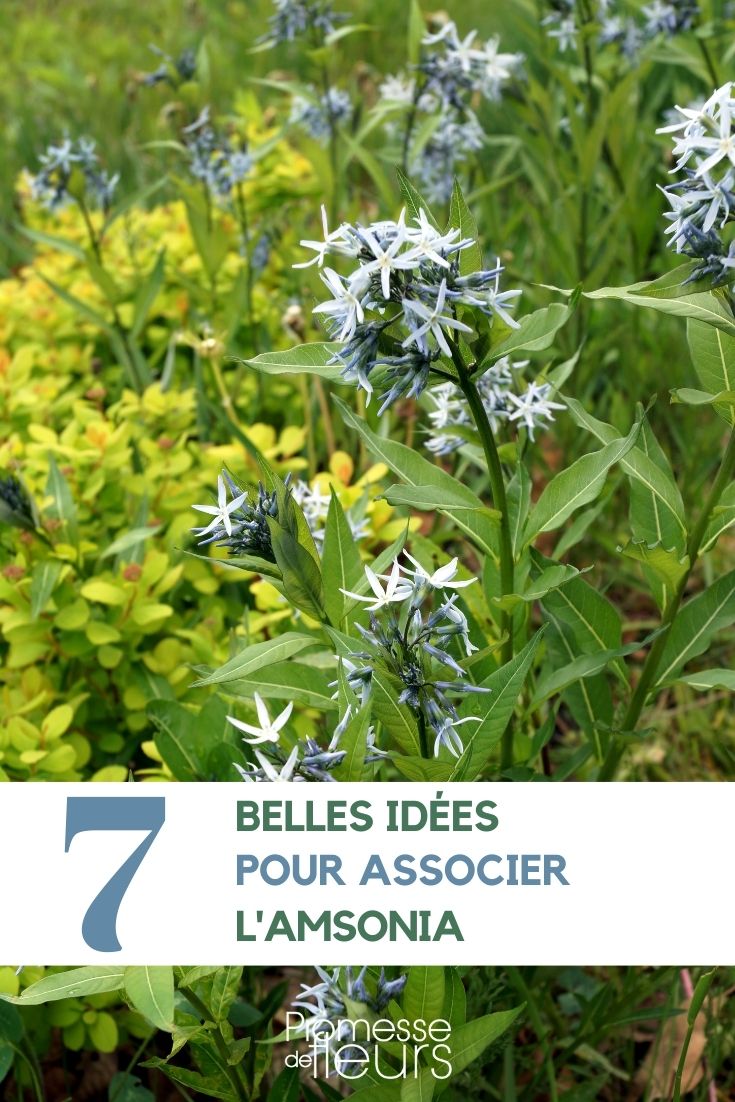 Associer amsonia