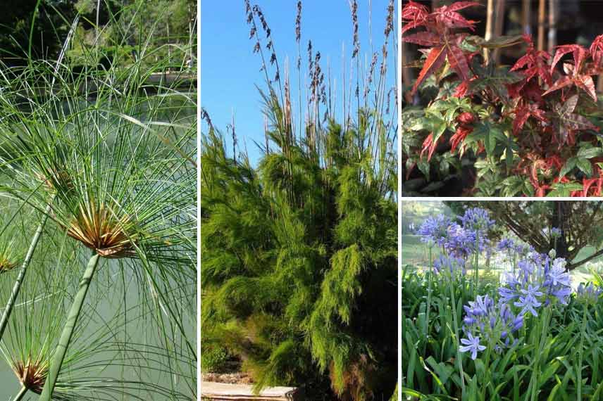 Associer le cyperus autour d’un bassin hors-sol