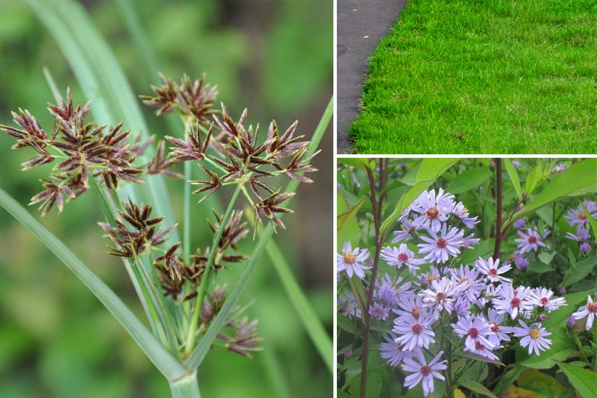 Associer le cyperus en bordure d’un chemin d’herbe