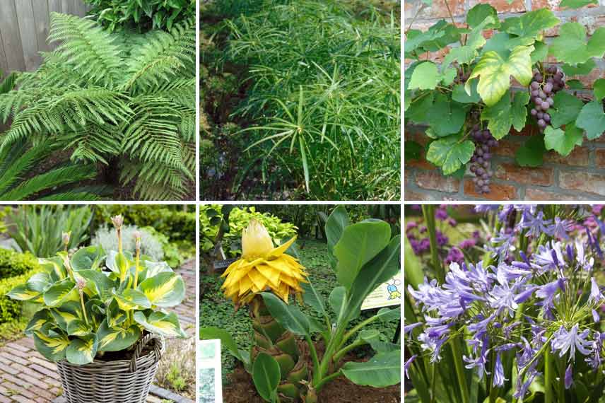 Associer le cyperus dans une cour aux allures tropicales