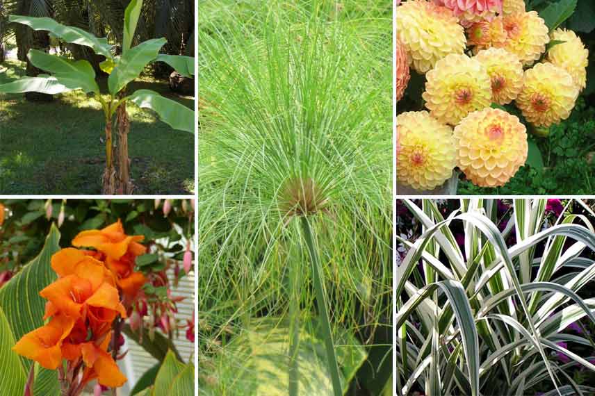 Associer le cyperus dans un jardin aux allures exotiques