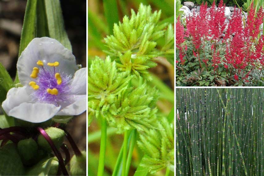 Associer le cyperus dans une petite mare