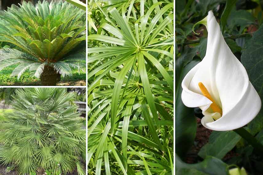 Associer le cyperus en paravent devant une piscine