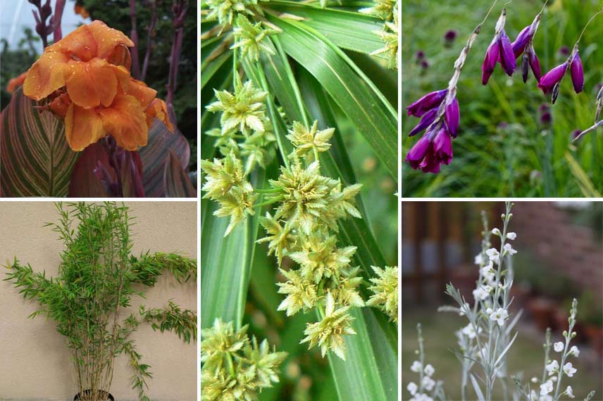 Associer le cyperus en pot sur une terrasse