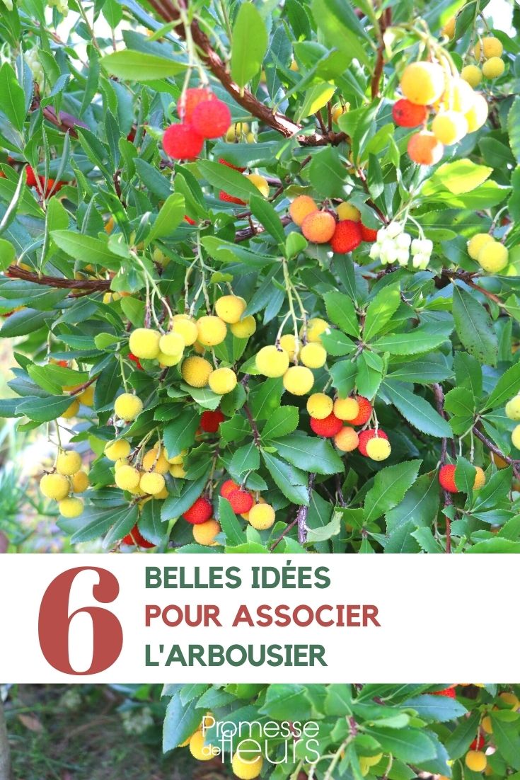 Associer l'arbousier