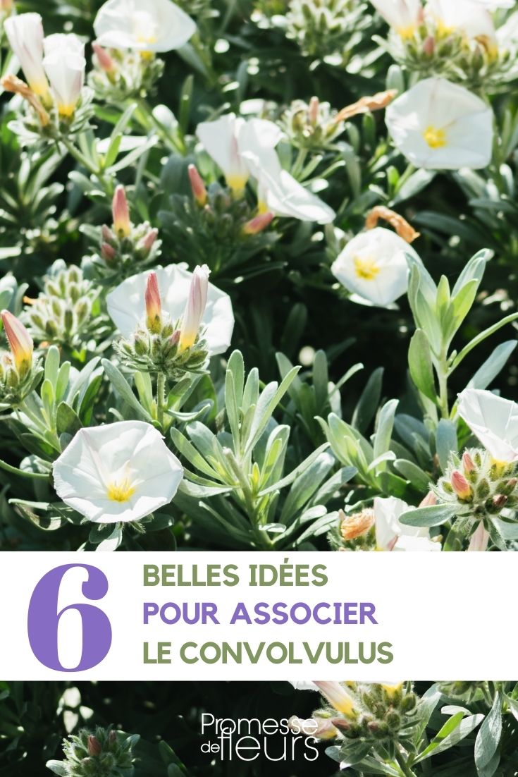 idées association convolvulus au jardin