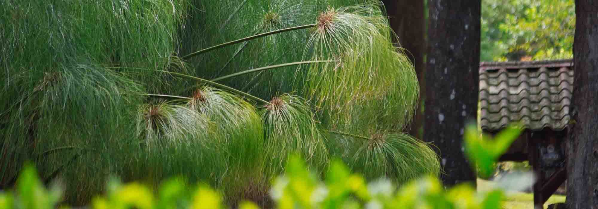 Associer le papyrus ou cyperus