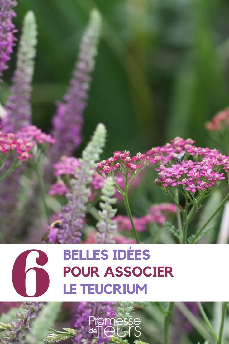 Associer le teucrium