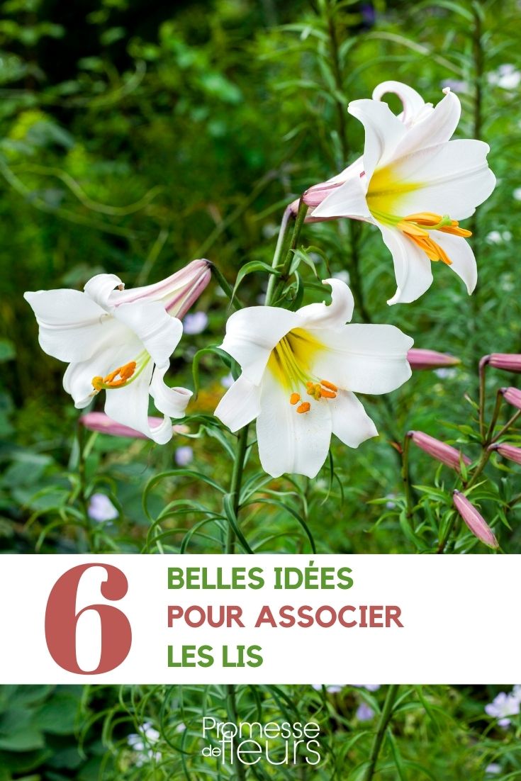 Associer les Lys - Promesse de Fleurs