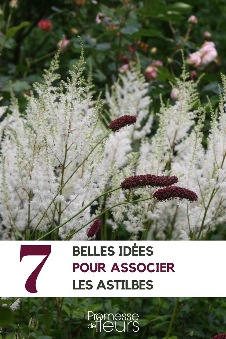 Associer les astilbes