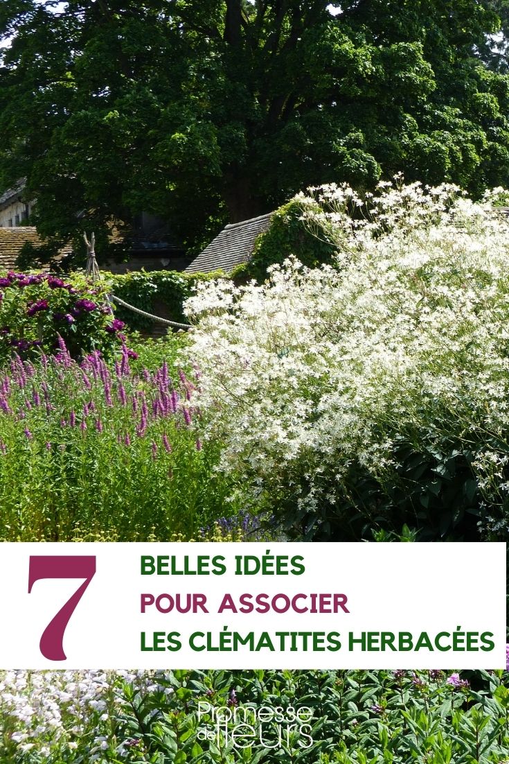 Associer les clématites herbacées