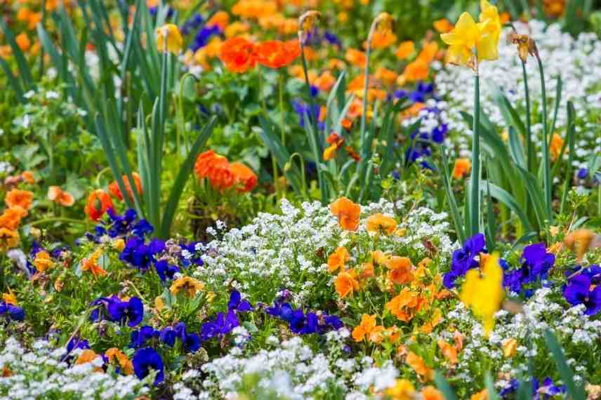 associer les fleurs oranges, association fleur orange, massif fleurs oranges, marier fleurs oranges