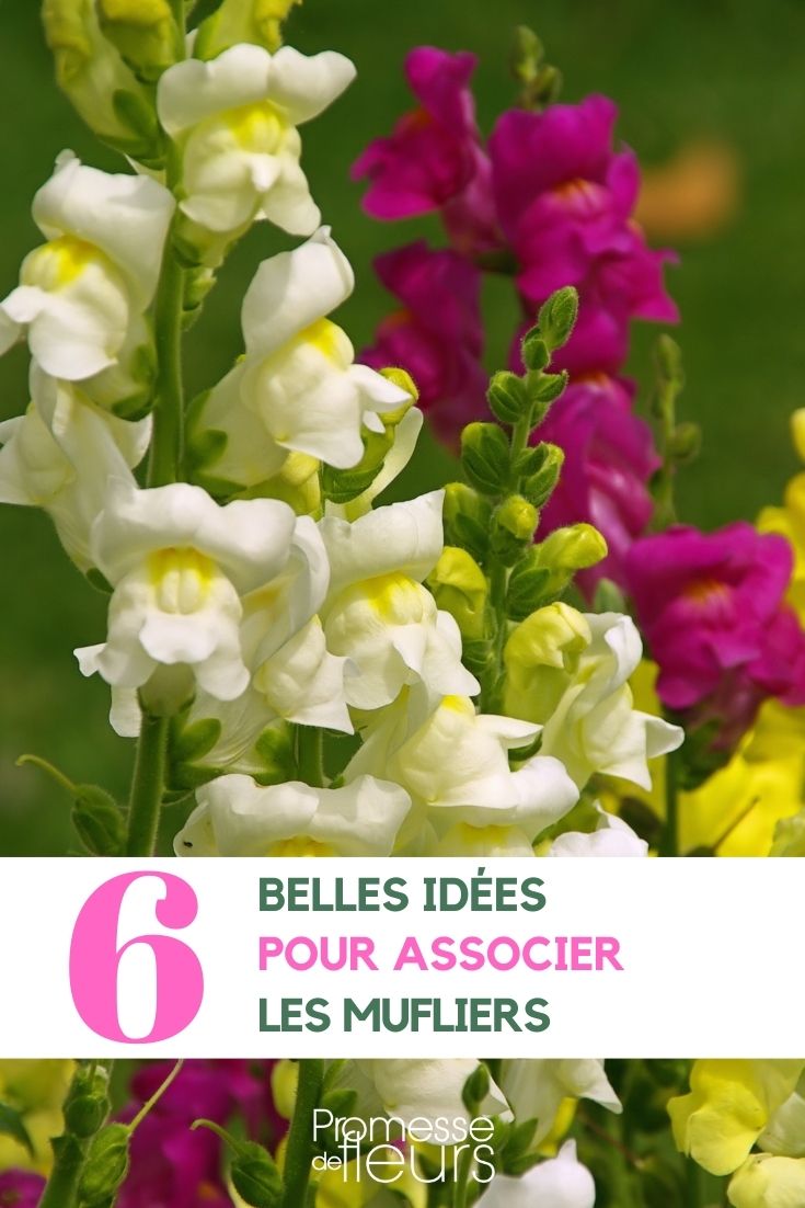 Antirrhinum associations au jardin