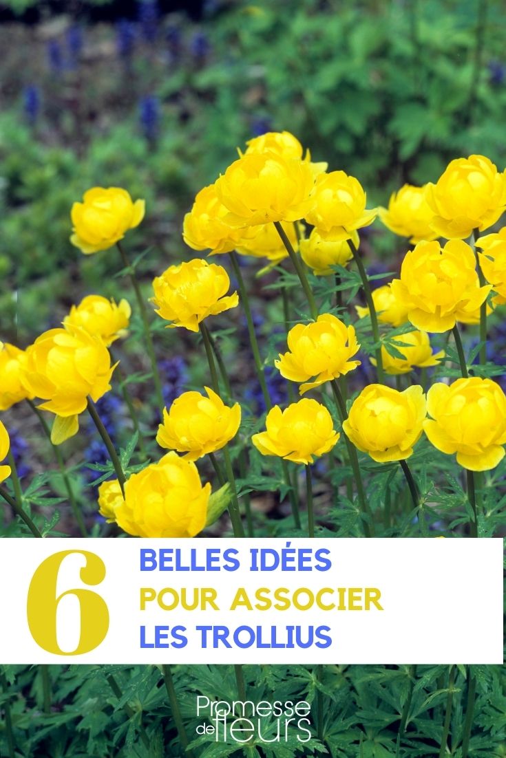 Associer les trollius