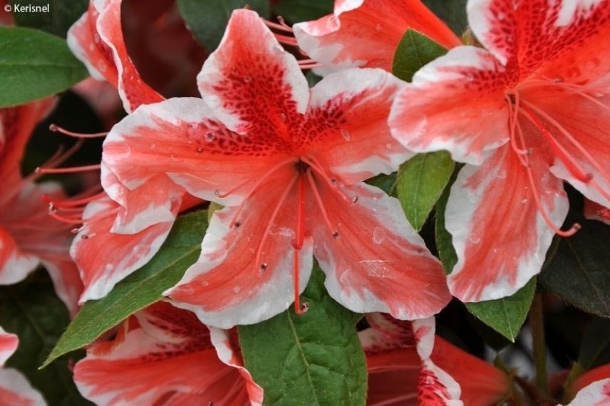 Azalea