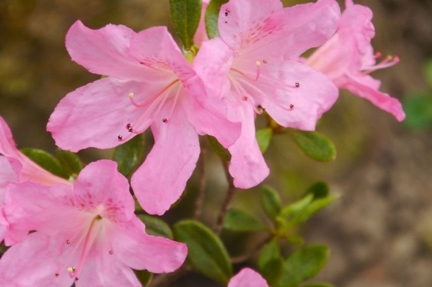 Azalea