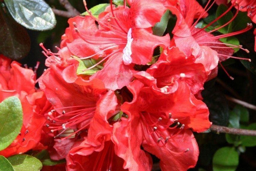 Azalea