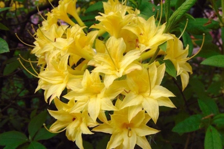 Azalea