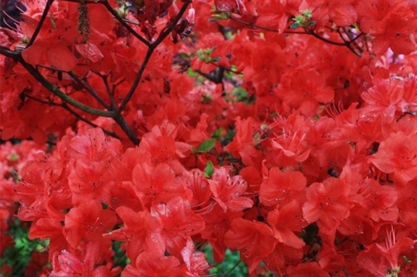 Azalea