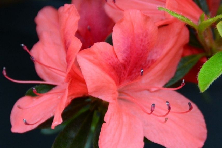 Azalea