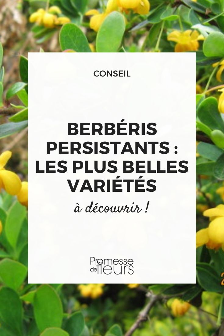 arbustes berberis persistants