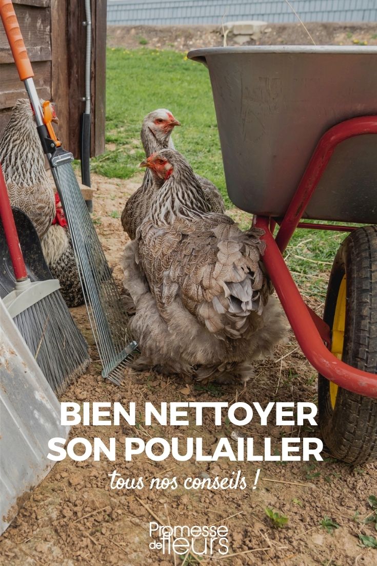 nettoyage poulailler