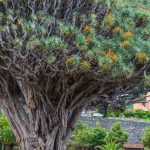 Botanique du monde : 6 arbres originaux !