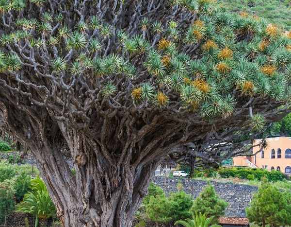 Botanique du monde : 6 arbres originaux !