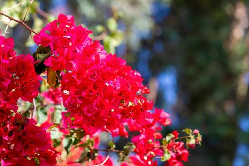 grimpante fleurs rouges, grimpante rouge, grimpante floraison rouge, plante grimpante rouge