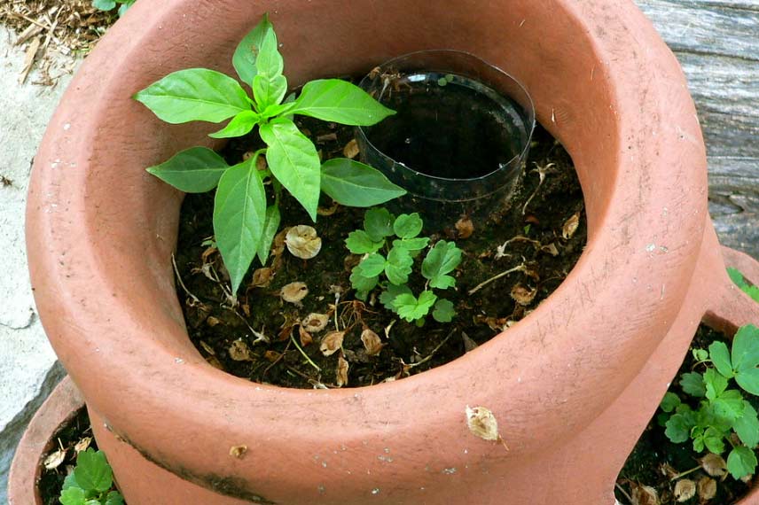 Bouteille d’eau recyclée en système d’arrosage par gravitation