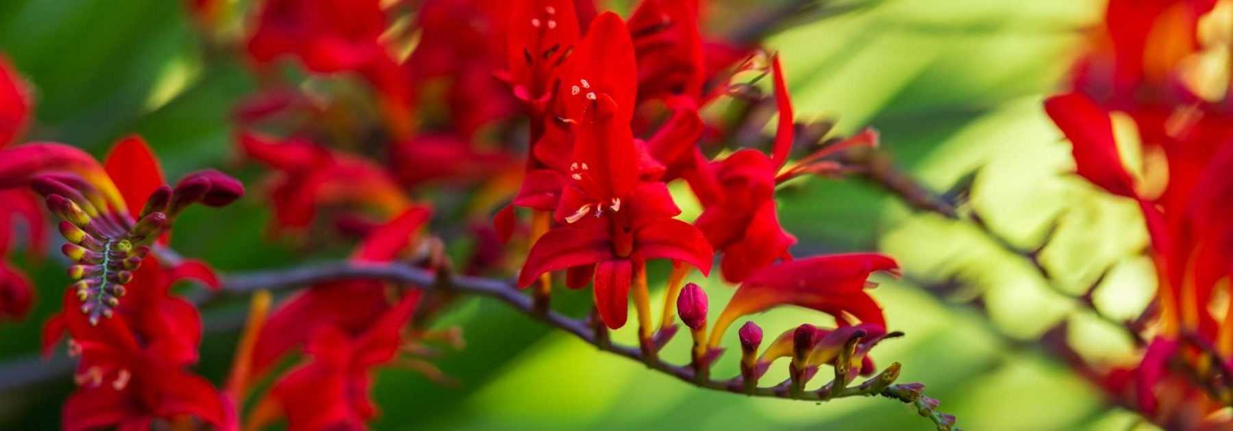 7 bulbes d'été à fleurs rouges