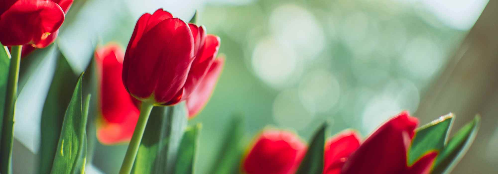 6 bulbes de printemps à fleurs rouges