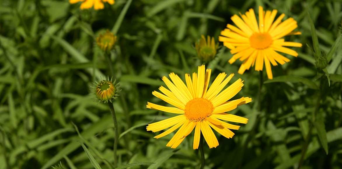 Buphthalmum, oeil de boeuf