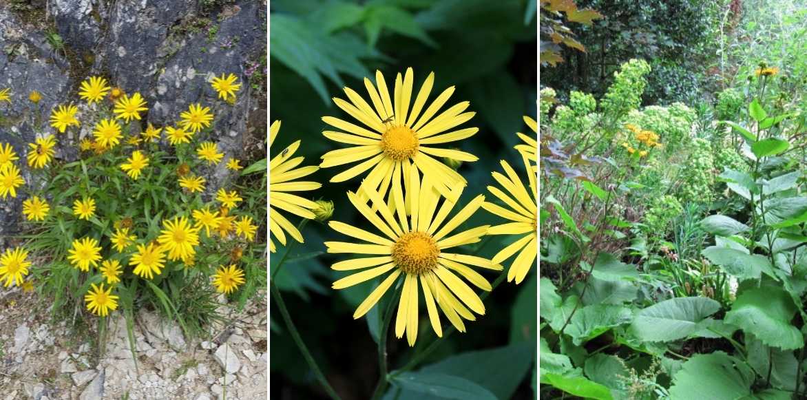 Buphthalmum, oeil de boeuf