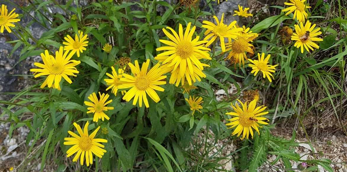 Buphthalmum, oeil de boeuf