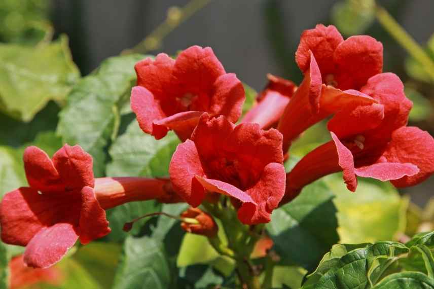 grimpante fleurs rouges, grimpante rouge, grimpante floraison rouge, plante grimpante rouge